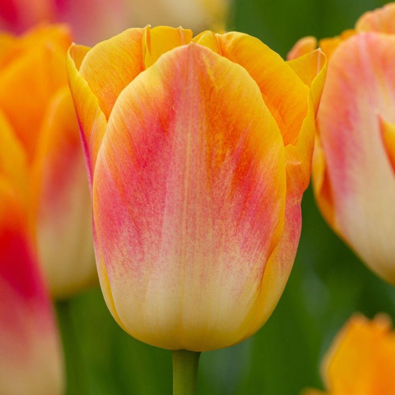 Tulip Triumph Salmon Dynasty