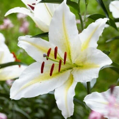 Lily Oriental Bafferari
