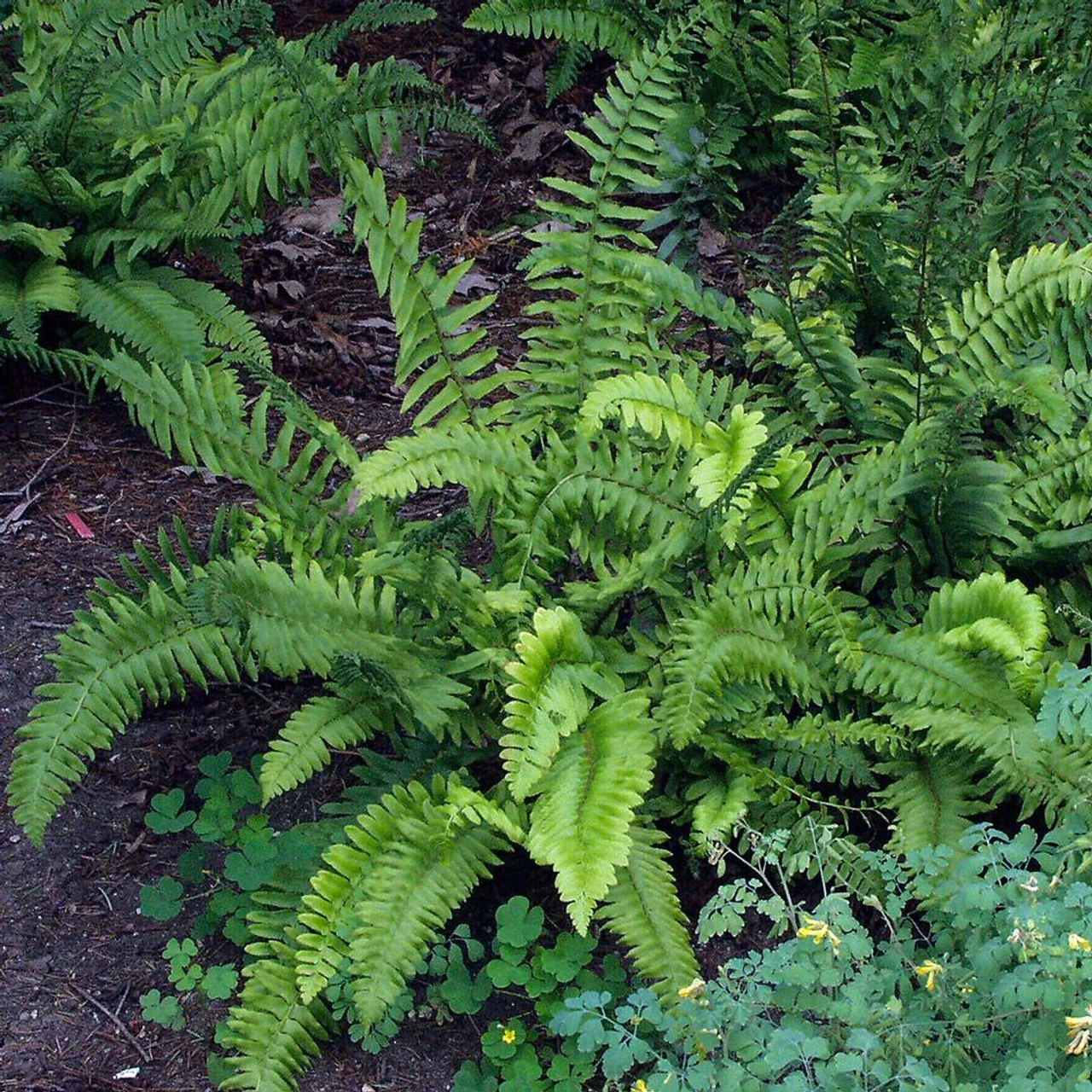 Fern Polystichum Acrostichoides Christmas