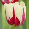 Tulip Single Late World Expression