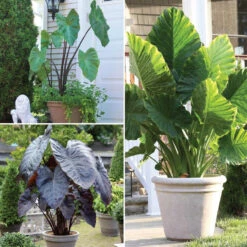 Elephant Ear Assorted Collection