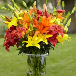 Lily Asiatic Sunset Mix - Bulk Offer