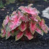 Caladium Fancy Carolyn Whorton - Bulk Offer