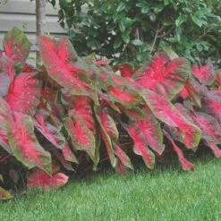 Caladium Fancy Red Flash - Bulk Offer