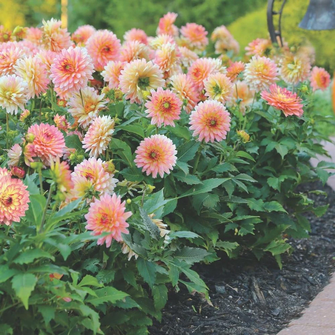 Dahlia Border Decorative Gallery Pablo - Bulk Offer
