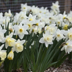 Daffodil Trumpet Mount Hood - Bulk Offer