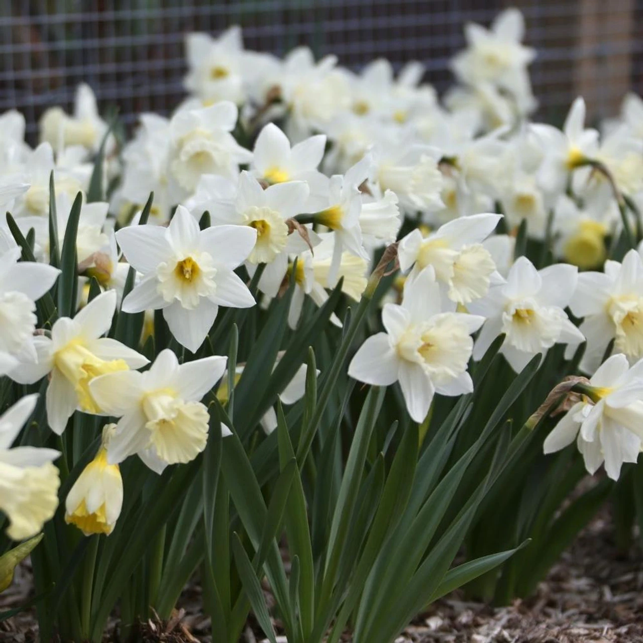 Daffodil Trumpet Mount Hood - Bulk Offer
