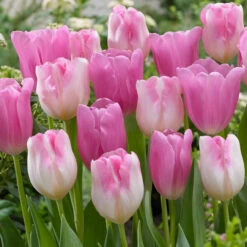 Tulip Triumph Mistress & Infinity