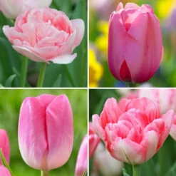 Tulip Assorted Perfectly Pink Collection