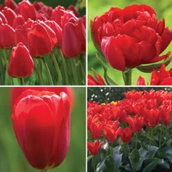 Tulip Assorted Really Red Collection