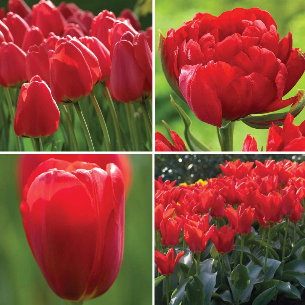 Tulip Assorted Really Red Collection
