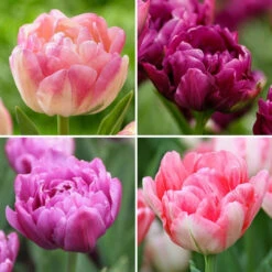 Tulip Assorted Romantic Double Collection