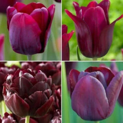Tulip Assorted Bountiful Burgundy Collection