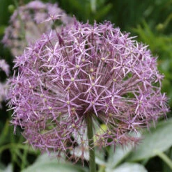 Allium Giant Christophii