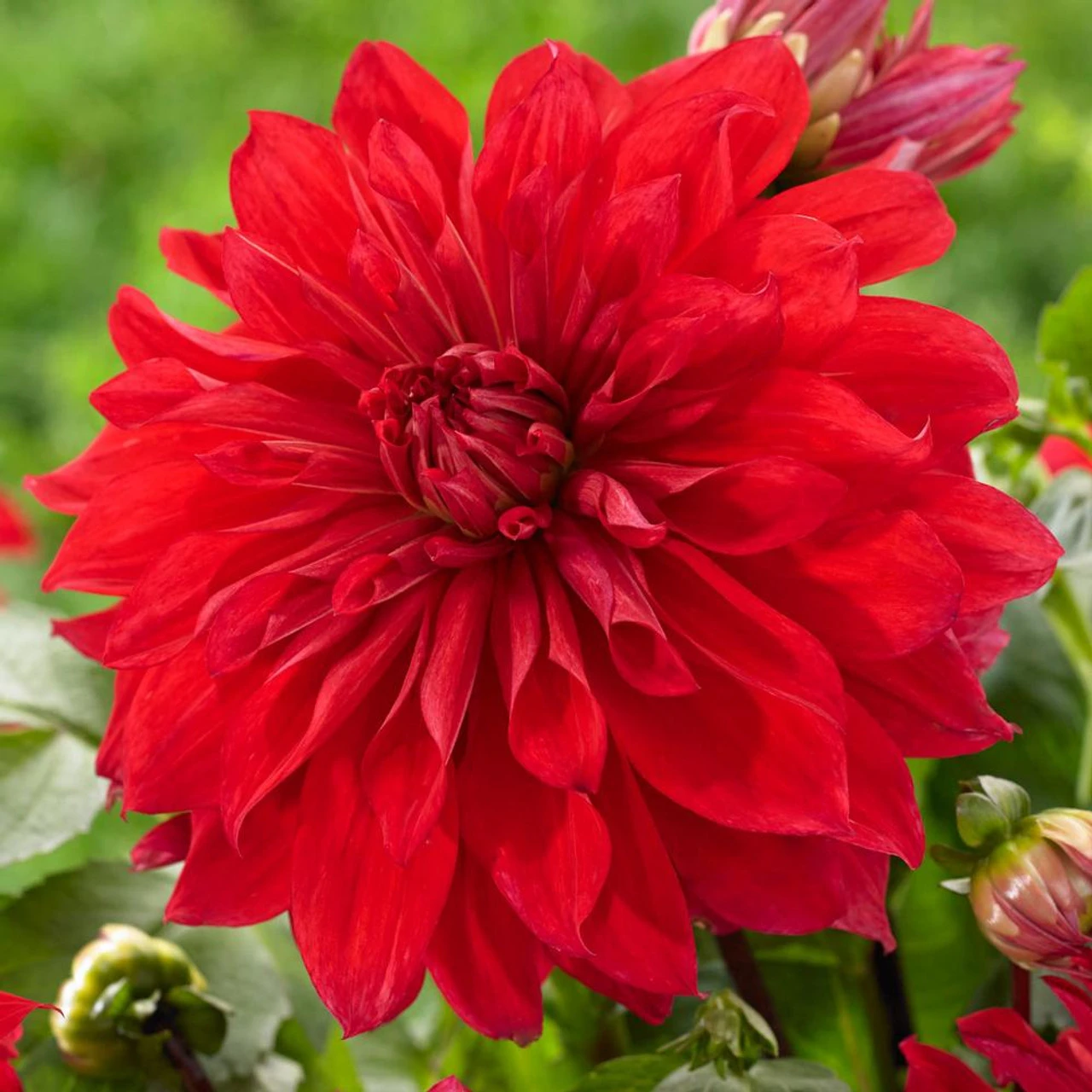 Dahlia Dinnerplate Babylon Red