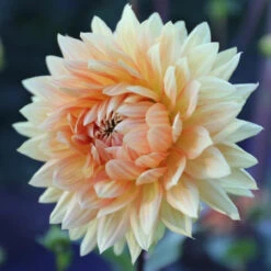 Dahlia Decorative Noordwijks Glorie