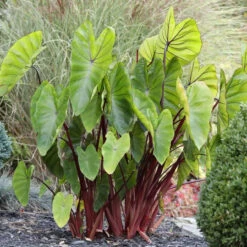 Colocasia Esculenta Hawaiian Punch