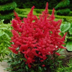 Astilbe Arendsii Fanal
