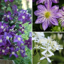 Clematis Long Blooming Collection