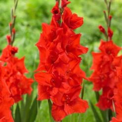 Gladiolus Large Flowering Manhattan