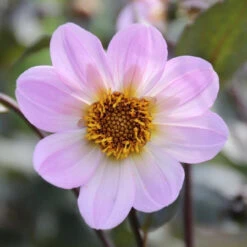 Dahlia Single Bishop Of Dover