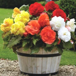 Begonia Upright Double Superba Mix - Bulk Offer