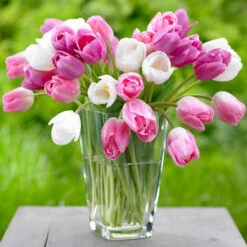 Tulip Triumph Apple Blossom Mix