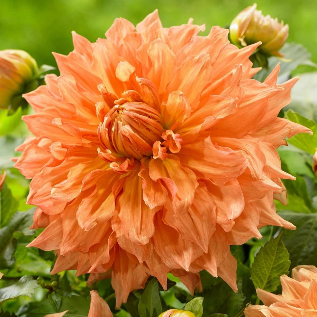 Dahlia Dinnerplate Ben Huston