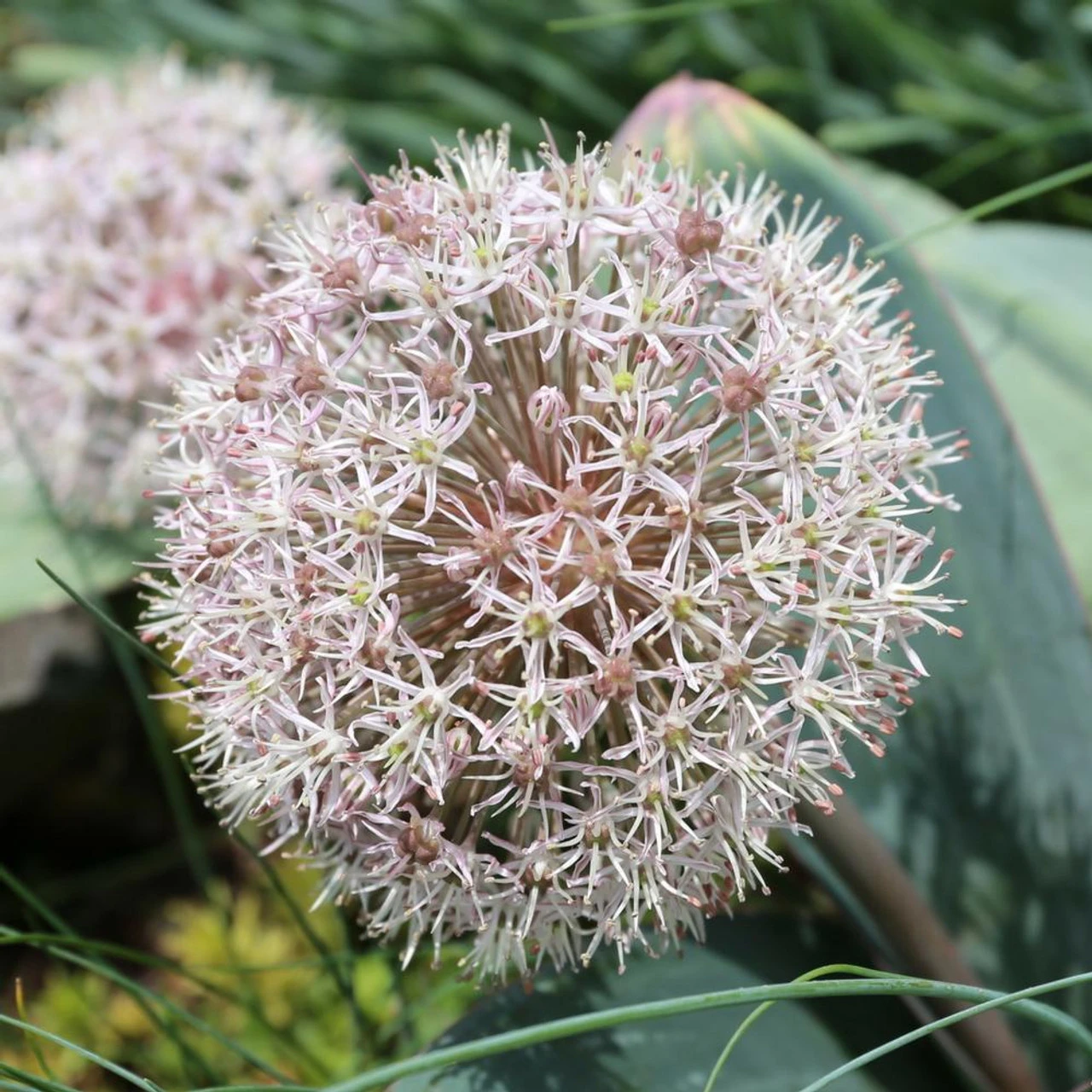 Allium Karataviense