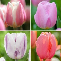 Tulip Assorted Single Pastel Collection