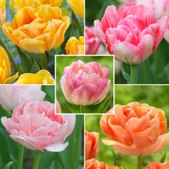 Tulip Assorted Double Pastel Collection