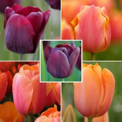 Tulip Assorted Single Dramatic Collection