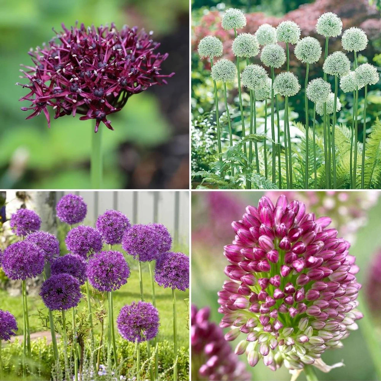 Allium Assorted Spring To Summer Collection