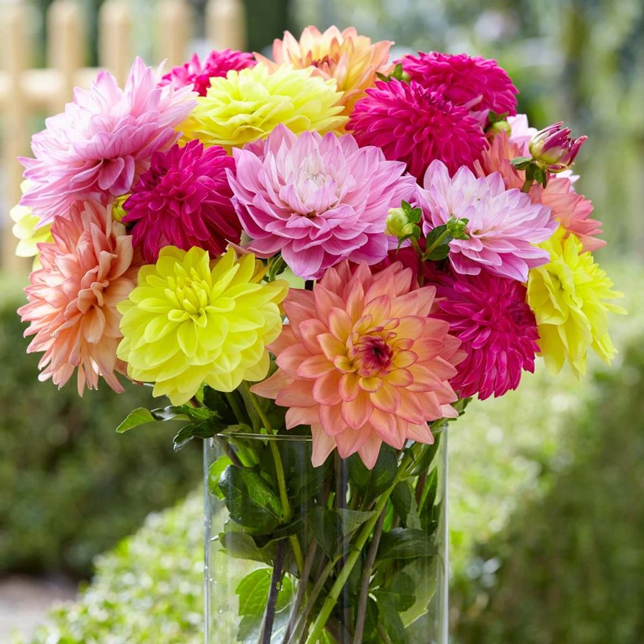 Dahlia Decorative Summer Jewels Mix - Bulk Offer