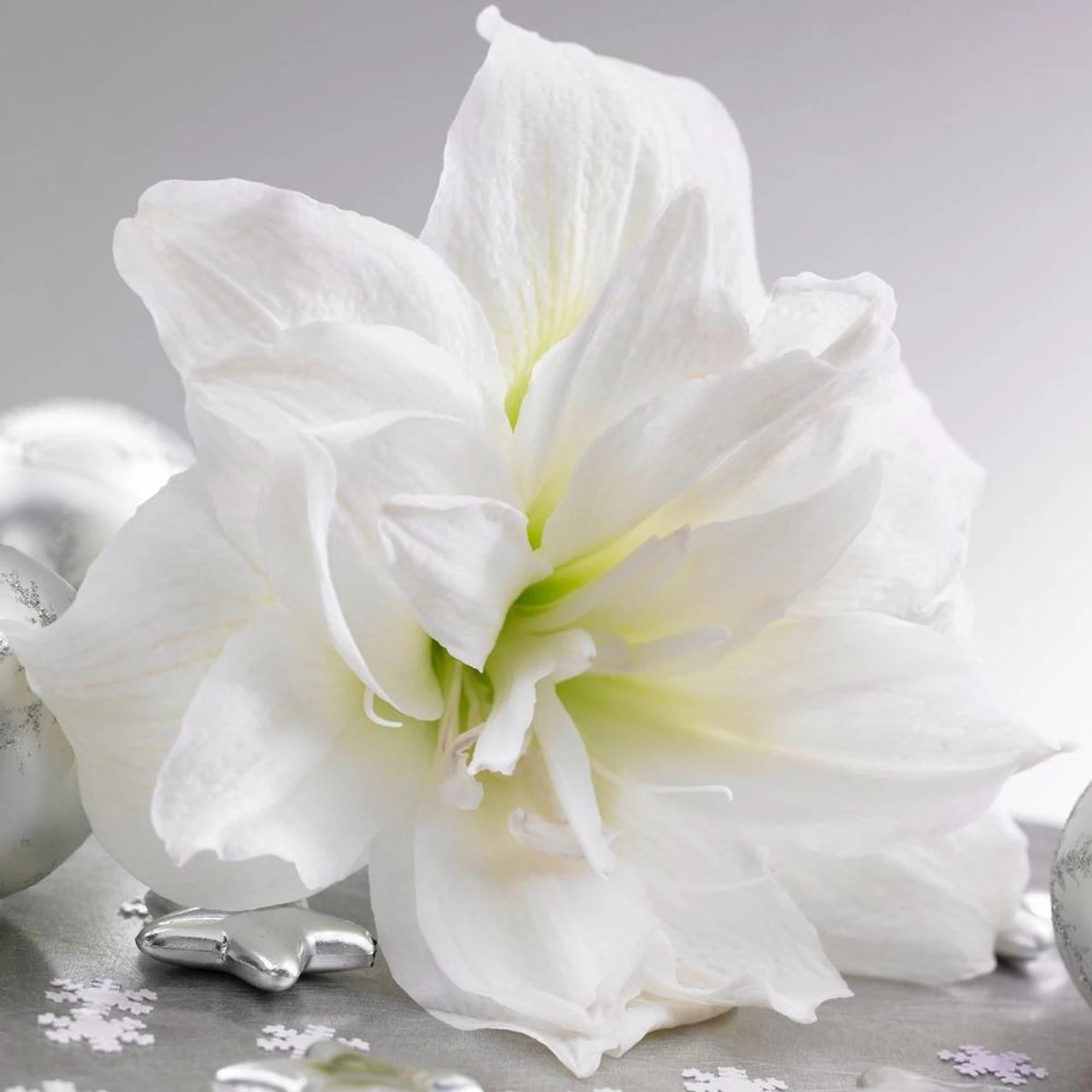 Amaryllis Arctic Nymph With Globe Pot Growing Kit - Image 4