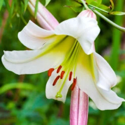 Lily Trumpet Regale