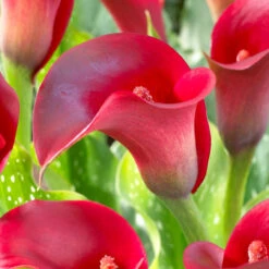 Calla Lily Callafornia Red