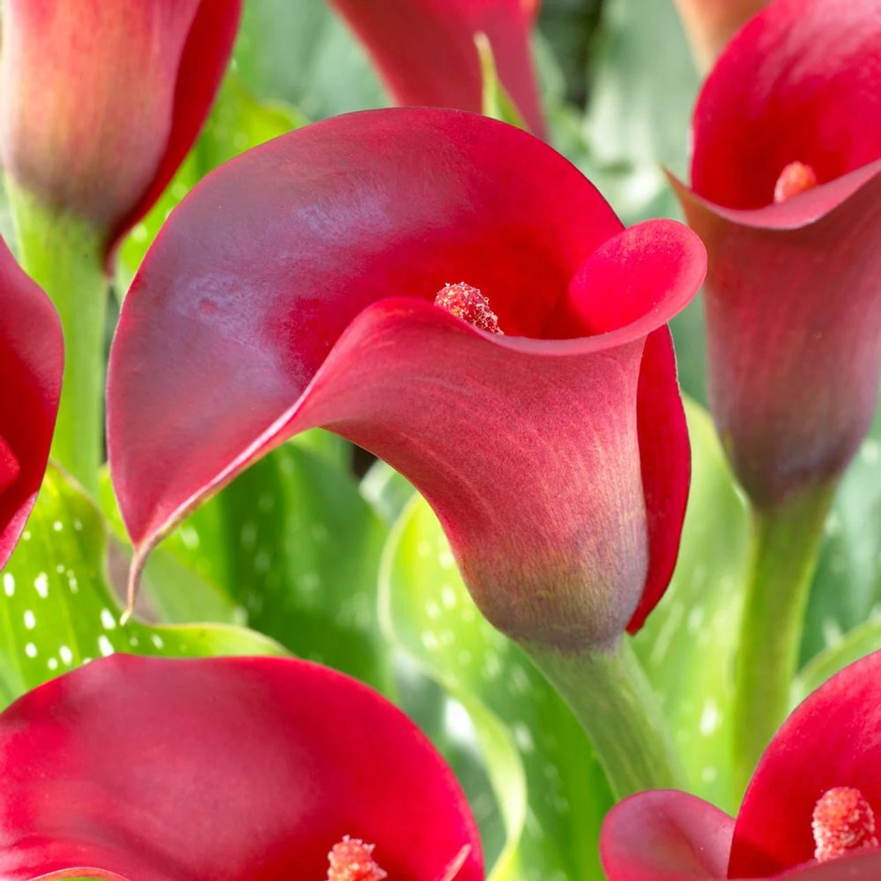Calla Lily Callafornia Red