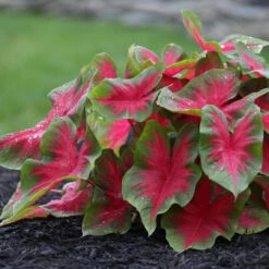 Caladium Fancy Florida Cardinal - Bulk Offer