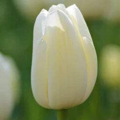 Tulip Single Late Catherina