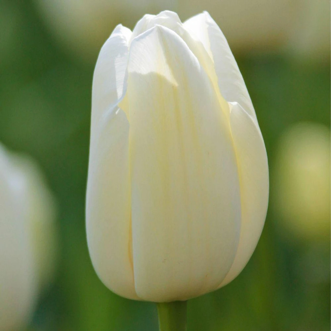 Tulip Single Late Catherina