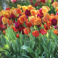 Tulip Triumph Brilliant Mix - Bulk Offer