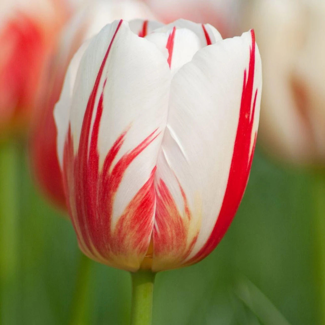 Tulip Triumph Carnaval De Rio