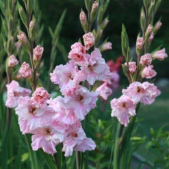 Gladiolus Large Flowering Katherina