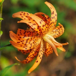 Lily Lancifolium Flore Pleno