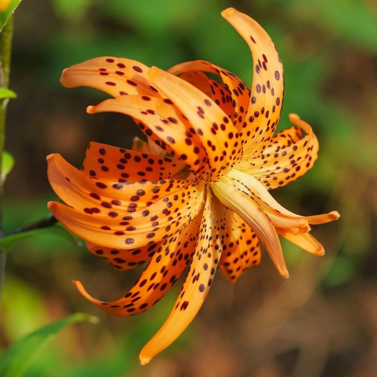 Lily Lancifolium Flore Pleno