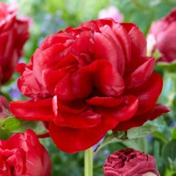 Peony Lactiflora Henry Bockstoce