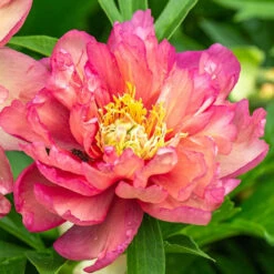 Peony Itoh Julia Rose