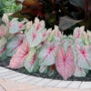 Caladium Fancy White Queen - Bulk Offer