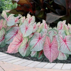 Caladium Fancy White Queen - Bulk Offer